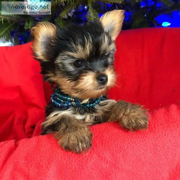 Yorkies ready for rehoming