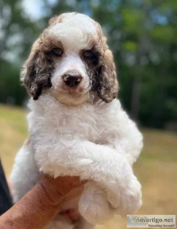 9 week AKC Standard Poodle