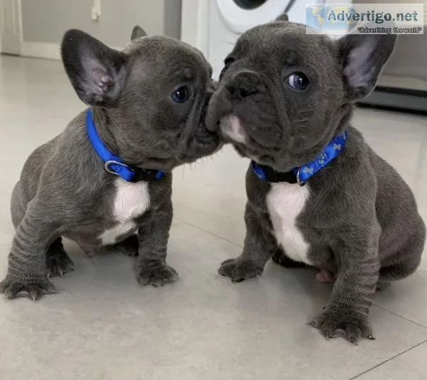 Nice French Bulldog Puppies