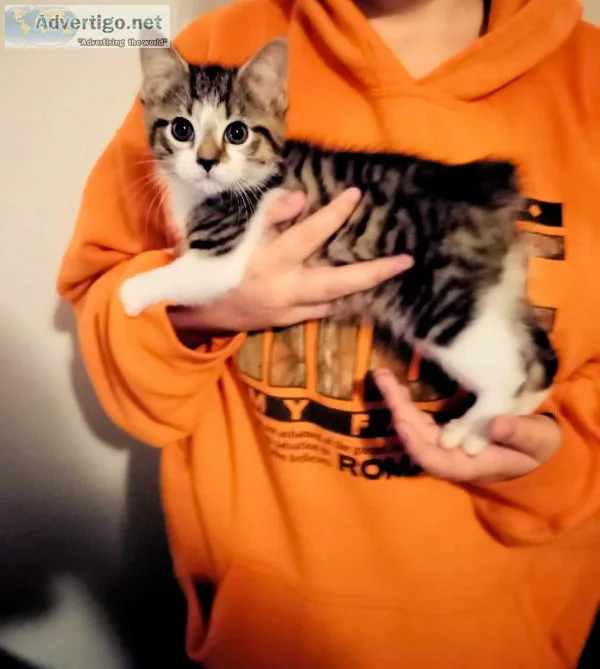 ManxBengal Mix