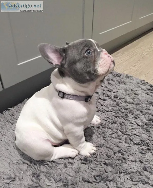 AKC Registered French Bulldog Puppies