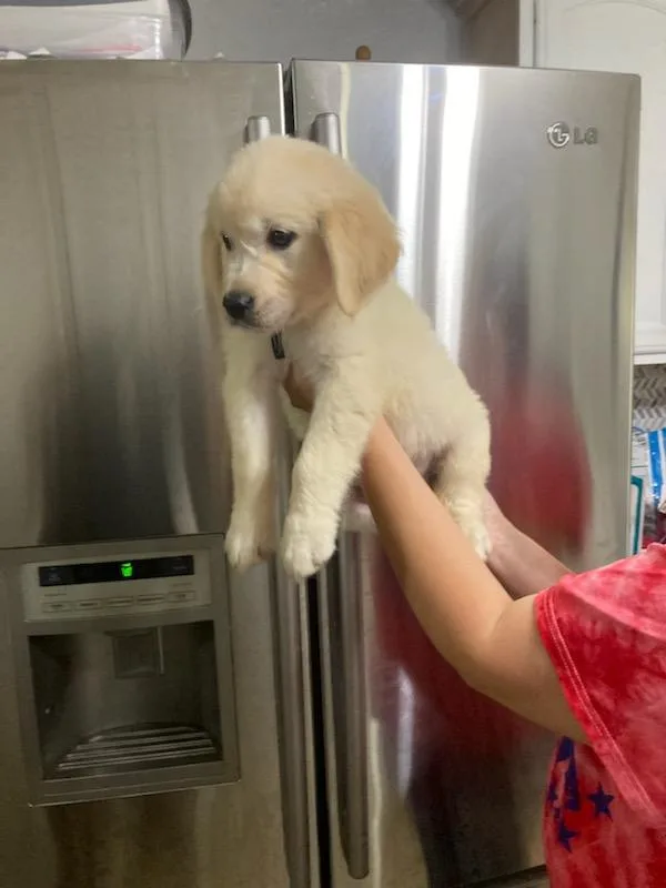 Golden Retriever Puppies