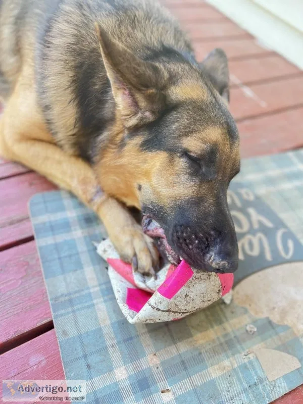 2 yo German Shepard