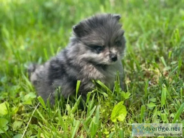 Stella Pom