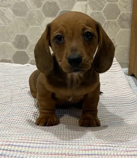 Roscoe Dachshund Puppy Avai