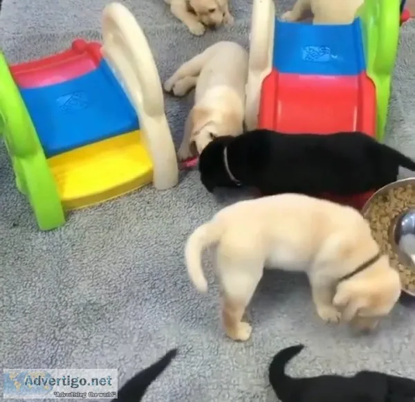 Labrador Retriever puppies for sale.