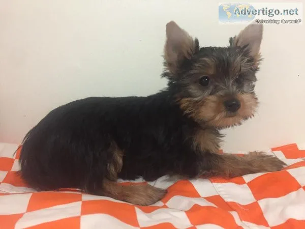 STUNNING Morkie Puppies Ready Now