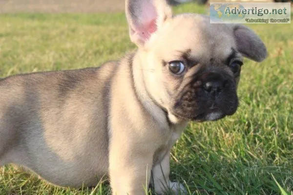 Pied French Bulldog Puppy s