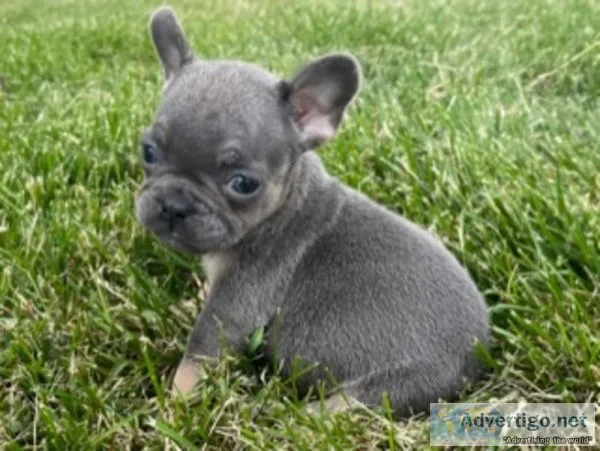 Tink French Bulldog
