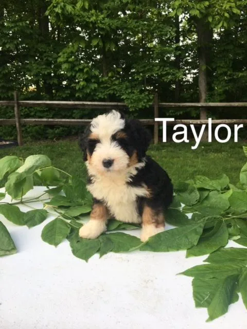 Taylor Mini bernedoodle