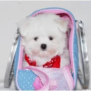 Best Maltese Puppies