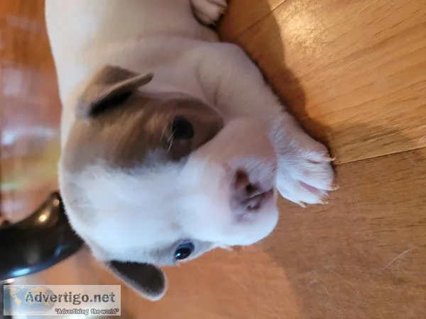 Akc Boston  terrier  puppies