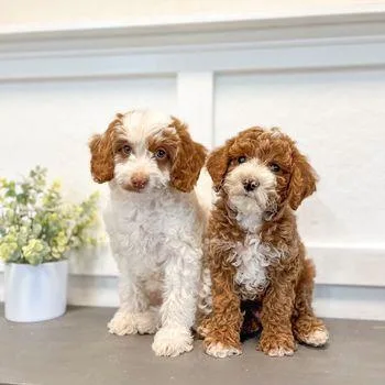 MICRO GOLDENDOODLE PUPPIES FOR ADOPTION