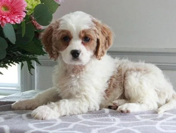 Pra Clear Teddy Bear Cavapoo Puppies For Good Homes