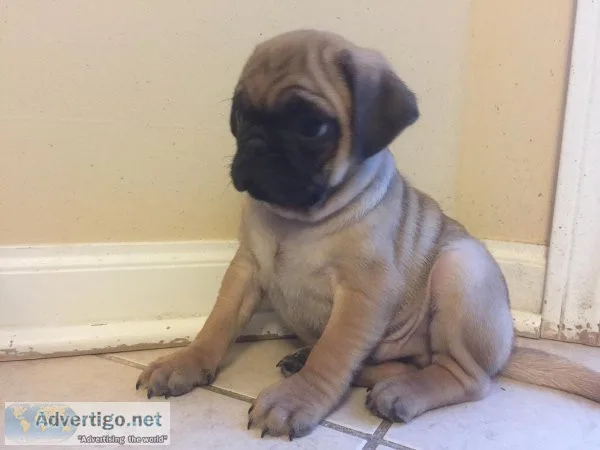 Pug Puppy