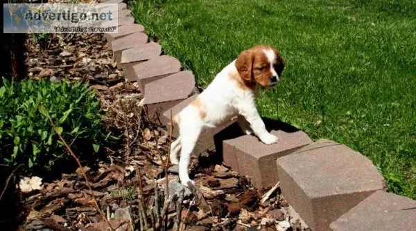 Quality French Brittany Spaniel Puppies For Sale