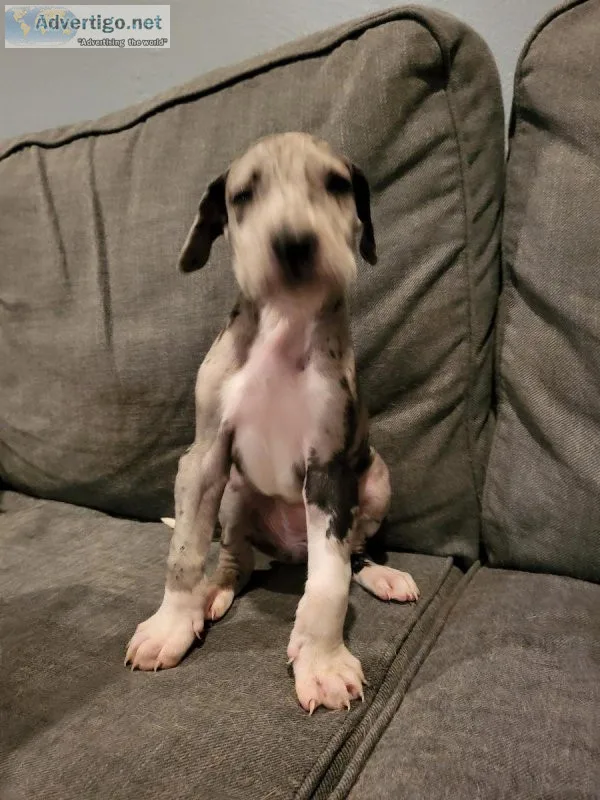Great Dane puppies