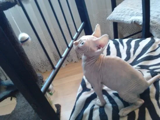 Active Fully vaccinated GCCF and TICA Reg Sphynx Kittens for sal