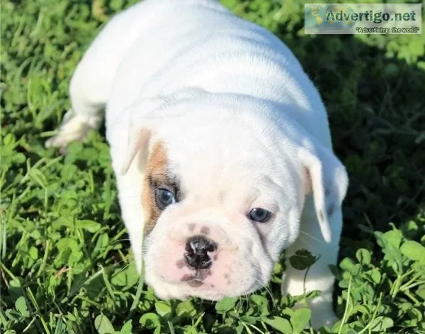 English Bulldog is the sweetest little girl