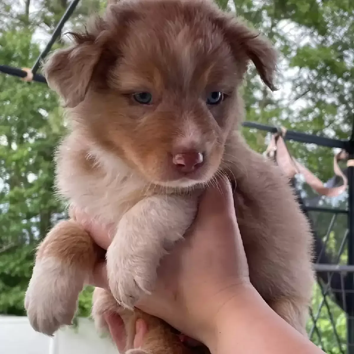 ASDR MINI AUSSIE