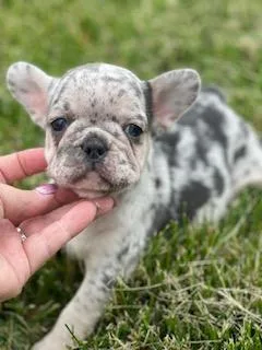 Kimmy french bulldog