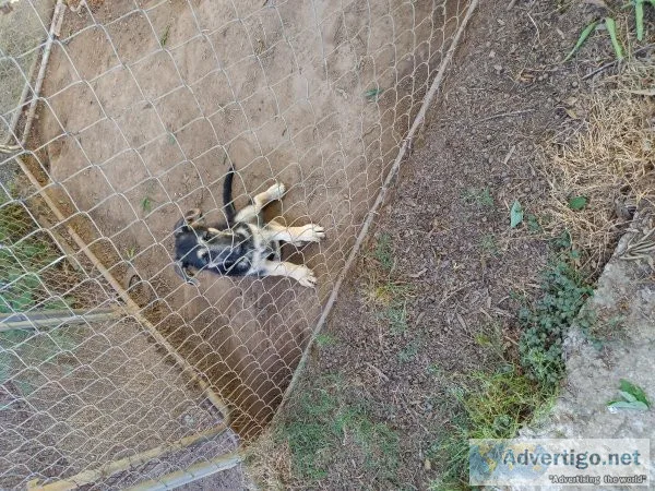 1 Beautiful akc Female German Shepherd Puppies for sale.