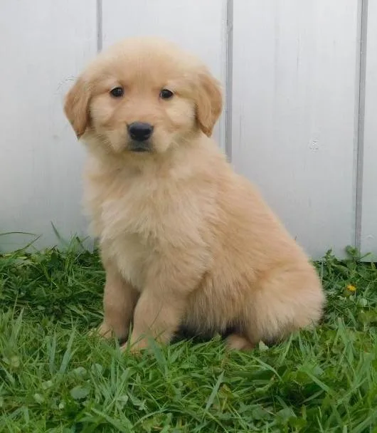 Island Golden Retriever Puppy Ready