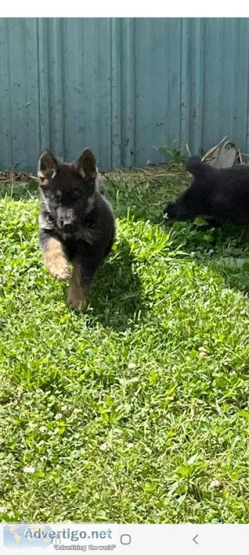 AKC German Shepherd Puppies