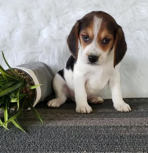 Trevor Beagle Puppy for Sale