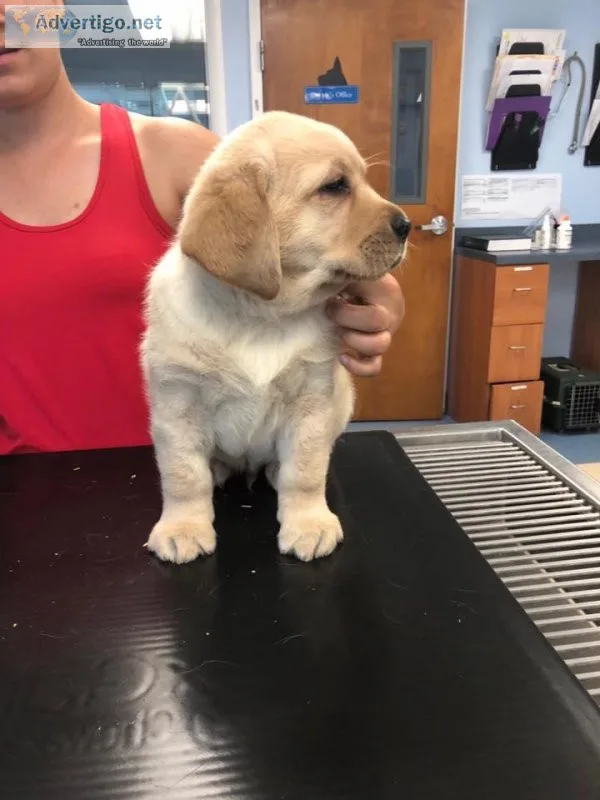 Labrador Retriever puppies for sale.