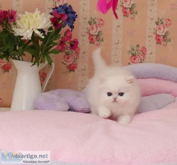 GCCF and TICA Reg Persian Kittens for sale.