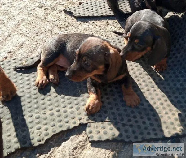 Adorable Dachshunds puppies for sale