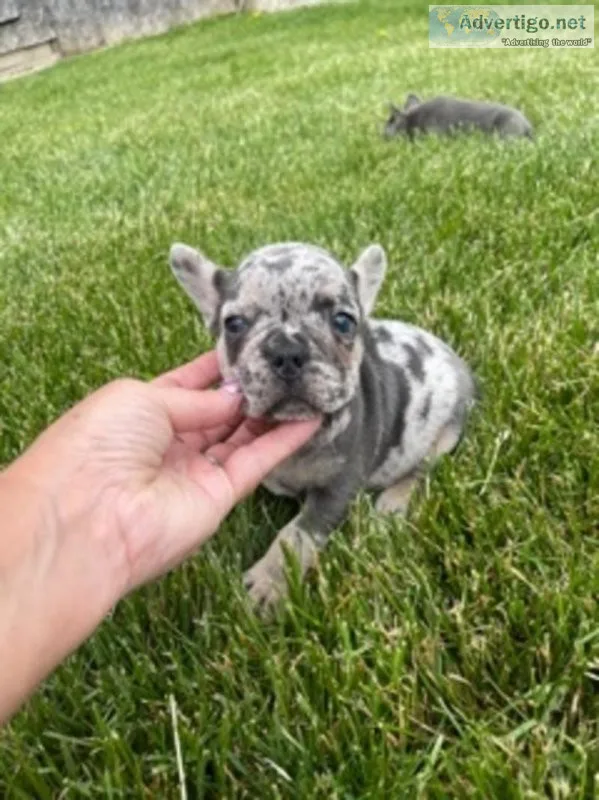 Tonka French bulldog