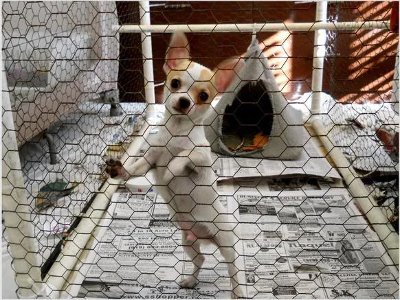 Chihuahua AKC Male