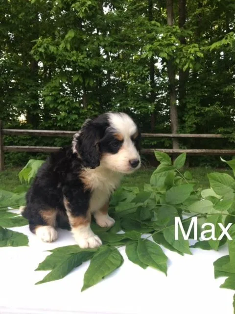Max Mini Bernedoodle