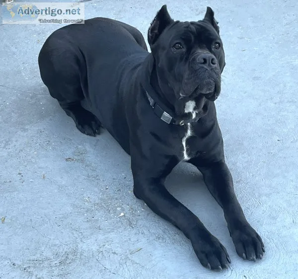 Cane Corso Puppies