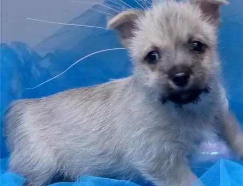 Beautiful Carin Terrier Pups