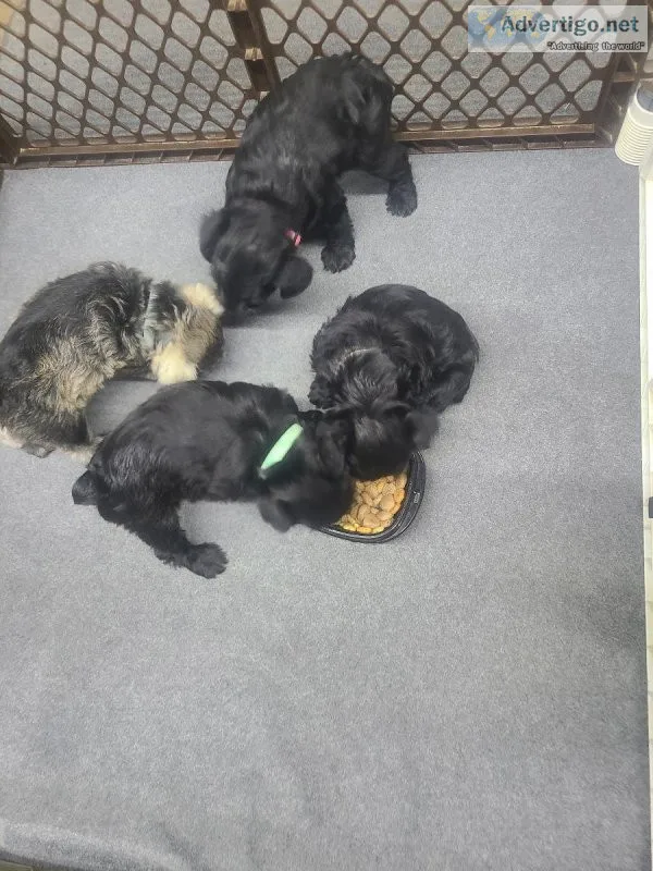 Mini scnauzers puppies