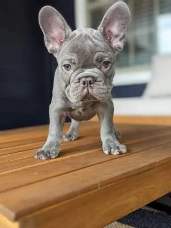 AKC Female French Bulldog Puppies