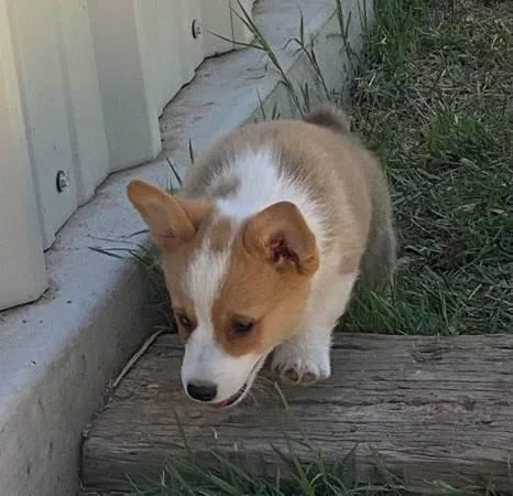 AKC Pembroke Corgi Puppies available