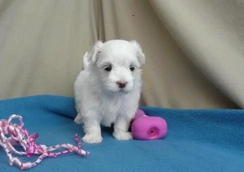 Njhi Maltese Puppies Available.