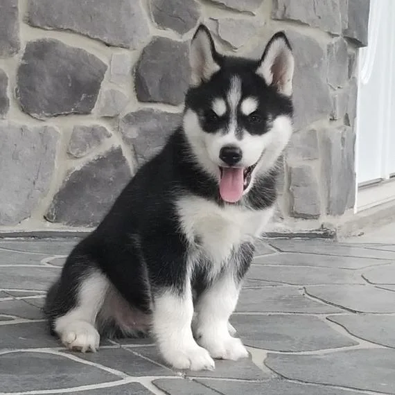Gorgeous Blue Eyes Siberian Husky Puppies.