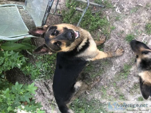 German Shepherd Puppies