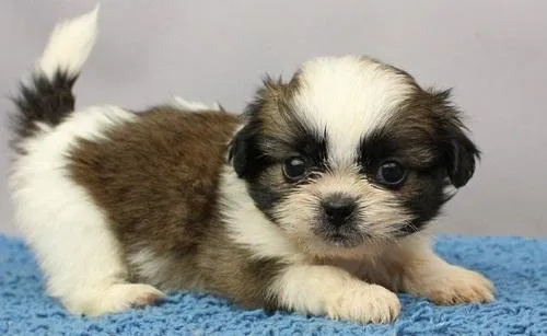 Shih Tzu (Female) REHOMING