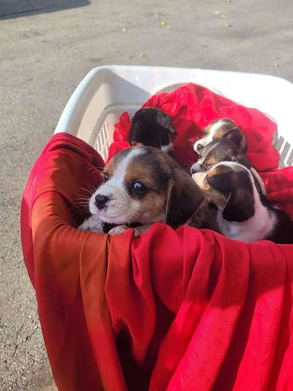 Beagle Pups