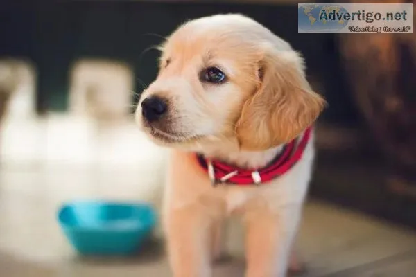 Animal Hospital Southern Lake County FL