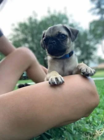 Rehoming Pug Puppies
