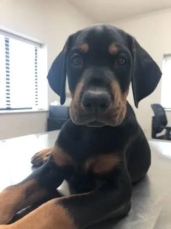 AKC Male Doberman Puppies