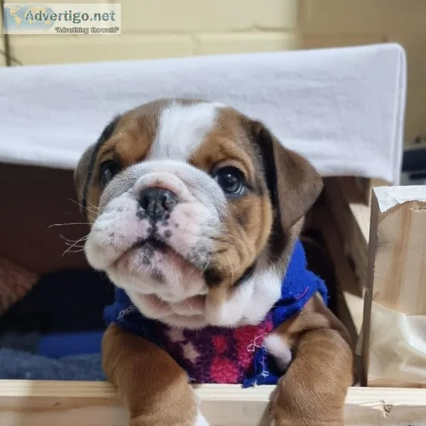Beautiful English Bulldog Puppies