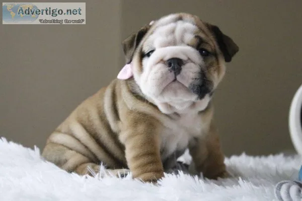 English Bulldog Puppies for Sale